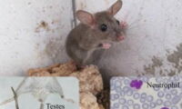 A young brown rat (Rattus norvegicus). Testes and white blood cells shown. Photo: IZW/Jundong Tian