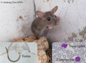 Young brown rat (Rattus norvegicus). Testes and white blood cells shown. Photo: IZW/Jundong Tian Young brown rat (Rattus norvegicus). Testes and white blood cells shown. Photo: IZW/Jundong Tian