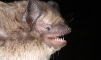 Nathusius's pipistrelle bat. Photo: Christian Voigt