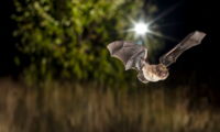 Pipistrellus bat (Photo: Christian Giese)