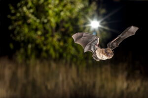 Pipistrellus bat (Photo: Christian Giese) Pipistrellus bat (Photo: Christian Giese)