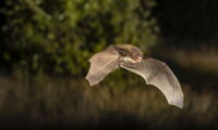 Common pipistrelle - Pipistrellus nathusii (photo: Christian Giese)