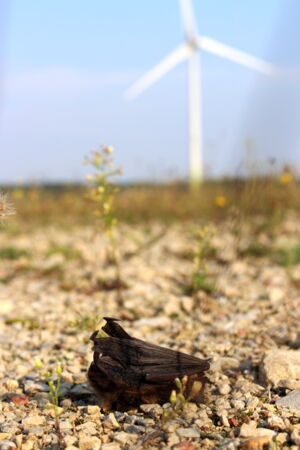 Carcass of Nathusius' pipistrelle bat in front of a wind turbine. Photo: Christian Voigt Carcass of Nathusius' pipistrelle bat in front of a wind turbine. Photo: Christian Voigt
