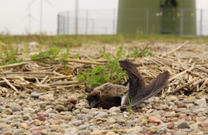 Nathusius's pipistrelle bat after collision with a wind turbine's rotor blades (photo: Christian Voigt) Nathusius's pipistrelle bat after collision with a wind turbine's rotor blades (photo: Christian Voigt)