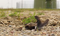 Nathusius's pipistrelle bat after collision with a wind turbine's rotor blades (photo: Christian Voigt)