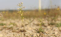 Schlagopfer Rauhautfledermaus Foto: CC Voigt, Leibniz-IZW