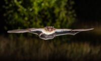Pipistrellus nathusii Author: Christian Giese