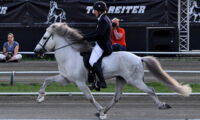 Ambling Iceland pony during World Championship. Photo: Monika Reissmann