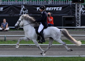 Ambling Iceland pony during World Championship. Photo: Monika Reissmann Ambling Iceland pony during World Championship. Photo: Monika Reissmann