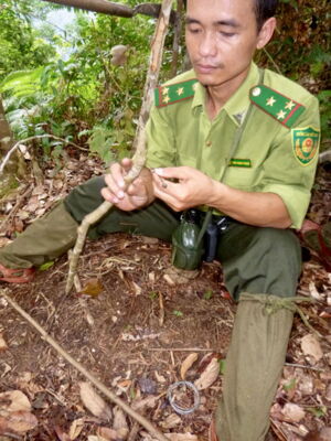 Removing snares, Author: Andrew Tilker/Leibniz-IZW Removing snares, Author: Andrew Tilker/Leibniz-IZW