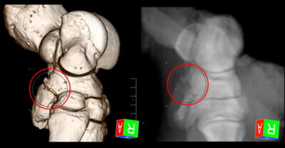 Synchronised computed tomography (CT) - digital radiography (DR), the principle of method. High-resolution, 3-dimensional CT images are transformed into synchronised radiographic images... Photo: G. Galateanu/IZW Synchronised computed tomography (CT) - digital radiography (DR), the principle of method. High-resolution, 3-dimensional CT images are transformed into synchronised radiographic images...