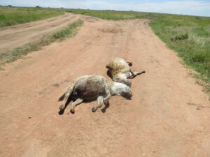 Two adult female spotted hyenas killed by a car on a main gravel road in the Serengeti National Park. Photo: Sonja Metzger Two adult female spotted hyenas killed by a car on a main gravel road in the Serengeti National Park. Photo: Sonja Metzger