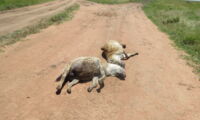 Two adult female spotted hyenas killed by a car on a main gravel road in the Serengeti National Park. Photo: Sonja Metzger