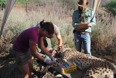 Blood collection of a free-ranging cheetah on Namibian farmland for stable isotope analyses. Photo: G. Czirjak/IZW Blood collection of a free-ranging cheetah on Namibian farmland for stable isotope analyses. Photo: G. Czirjak/IZW