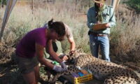 Blood collection of a free-ranging cheetah on Namibian farmland for stable isotope analyses. Photo: G. Czirjak/IZW