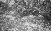 Saola cameratrap 2013 WWF