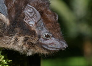 Greater sac-winged bat| Foto: Karin Schneeberger | https://upload.wikimedia.org/wikipedia/commons/7/7e/Sbilineata.jpg Greater sac-winged bat| Foto: Karin Schneeberger | https://upload.wikimedia.org/wikipedia/commons/7/7e/Sbilineata.jpg