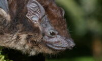 Greater sac-winged bat| Foto: Karin Schneeberger | https://upload.wikimedia.org/wikipedia/commons/7/7e/Sbilineata.jpg