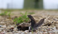 Schlagopfer an Windkraftanlage, Autor: Christian Voigt