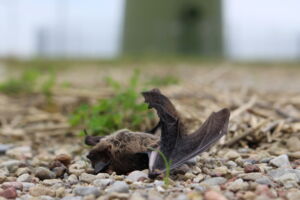 Schlagopfer an Windkraftanlage, Autor: Christian Voigt Schlagopfer an Windkraftanlage, Autor: Christian Voigt