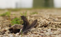Killed bat under a wind turbine, Foto: Christian Voigt, Leibniz-IZW