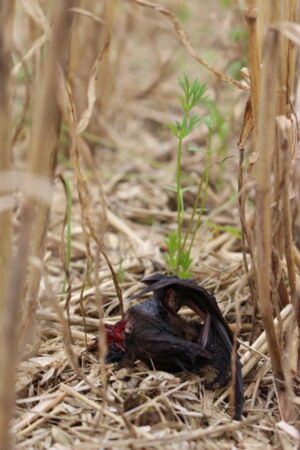 Schlagopfer einer Windkraftanlage, Foto: Christian Voigt, Leibniz-IZW Schlagopfer einer Windkraftanlage, Foto: Christian Voigt, Leibniz-IZW
