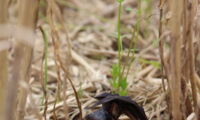 Schlagopfer einer Windkraftanlage, Foto: Christian Voigt, Leibniz-IZW