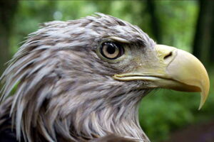 White-tailed eagle (Haliaeetus albicilla). Photo: Oliver Krone