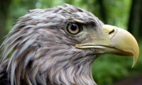 White-tailed eagle (Haliaeetus albicilla). Photo: Oliver Krone