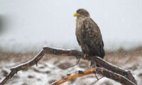 White-tailed sea eagle (Haliaeetus albicilla). Photo: Oliver Krone