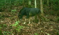 Serow in the Annamite Mountains (Photo: Andrew Tilker, Leibniz-IZW, WWF-CarBi, XSNPA)