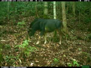 Serow in the Annamite Mountains (Photo: Andrew Tilker, Leibniz-IZW, WWF-CarBi, XSNPA) Serow in the Annamite Mountains (Photo: Andrew Tilker, Leibniz-IZW, WWF-CarBi, XSNPA)