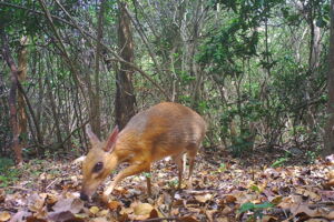 Silver-backed Chevrotain, Autor: Andrew Tilker/Leibniz-IZW Silver-backed Chevrotain, Autor: Andrew Tilker/Leibniz-IZW