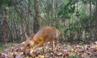 Silver-backed Chevrotain, Autor: Andrew Tilker/Leibniz-IZW