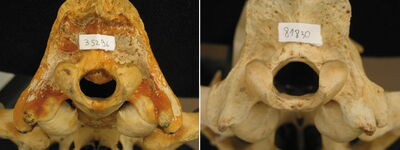 Foramen magnum of lion (Panthera leo) skulls; right: skull of a healthy lion, left: malformed skull. Photo: Dr. Merav Shamir Foramen magnum of lion (Panthera leo) skulls; right: skull of a healthy lion, left: malformed skull. Photo: Dr. Merav Shamir