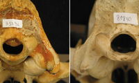 Foramen magnum of lion (Panthera leo) skulls; right: skull of a healthy lion, left: malformed skull. Photo: Dr. Merav Shamir