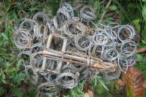 Destroyed wire snares collected at Thua Thien Hue Saola Nature Reserve (photo by Phạm Việt Nước/WWF-Viet Nam) Destroyed wire snares collected at Thua Thien Hue Saola Nature Reserve (photo by Phạm Việt Nước/WWF-Viet Nam)