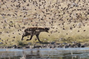 Spotted hyena hunts for small bird at a waterhole in Namibia (photo: Miha Krofel)
