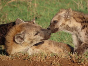 Spotted hyenas in the Serengeti National Park in Tanzania (photo: Sarah Benhaiem)