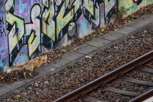 City fox on a Berlin railway facility (photo: Jon Andoni Juarez Garcia) City fox on a Berlin railway facility (photo: Jon Andoni Juarez Garcia)