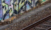 City fox on a Berlin railway facility (photo: Jon Andoni Juarez Garcia)