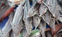 Sturgeon at fish market in Eastern Europe (photo: George Caracas/WWF)