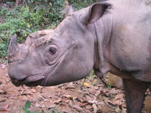 Sumatran rhino. Photo: Petra Kretzschmar Sumatran rhino. Photo: Petra Kretzschmar