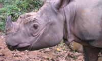 Sumatran rhino. Photo: Petra Kretzschmar