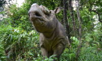 Sumatran rhino Kertam in Malaysia (photo: Ben Jastram/Leibniz-IZW)