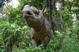 Sumatran rhino Kertam in Malaysia (photo: Ben Jastram/Leibniz-IZW) Sumatran rhino Kertam in Malaysia (photo: Ben Jastram/Leibniz-IZW)