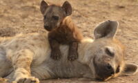Spotted hyenas (Photo: Sonja Metzger/Leibniz-IZW)