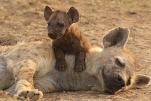 Spotted hyenas (Photo: Sonja Metzger/Leibniz-IZW) Spotted hyenas (Photo: Sonja Metzger/Leibniz-IZW)