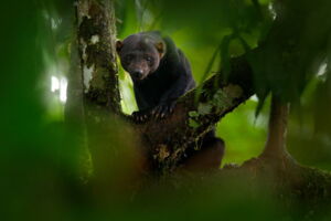 Tayra (Eira barbara), Foto: Shutterstock Tayra (Eira barbara), Foto: Shutterstock
