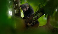 Tayra (Eira barbara), Foto: Shutterstock